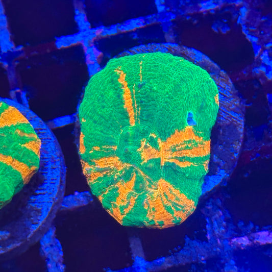 Bleeding Apple Scoly / Scolymia