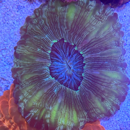 Acanthophyllia / Acantho / Meat Coral