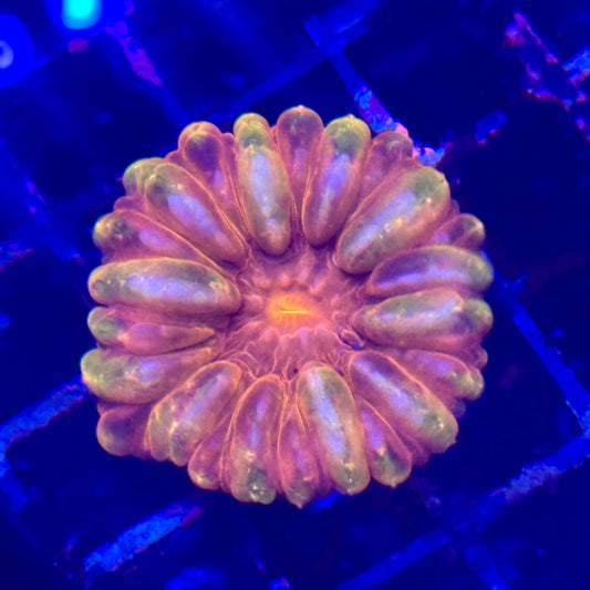Rainbow Cynarina Meat Coral
