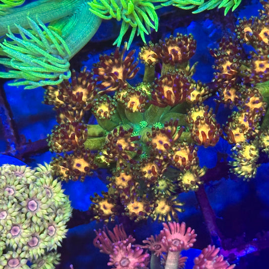 Goniopora / Goni - Islander Corals Gotham (aka Grand Master Goni)