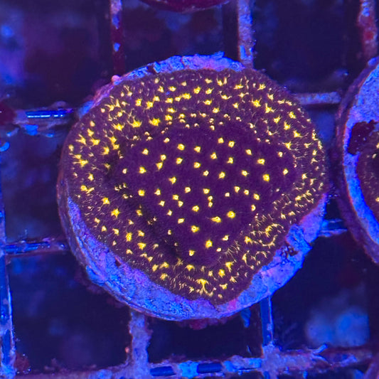 Tron Leptoseris Coral