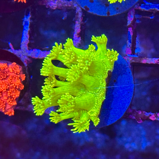 Goniopora / Goni - Yellow Highlighter