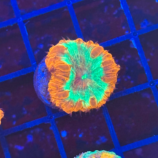Islander Corals Supernova Blasto