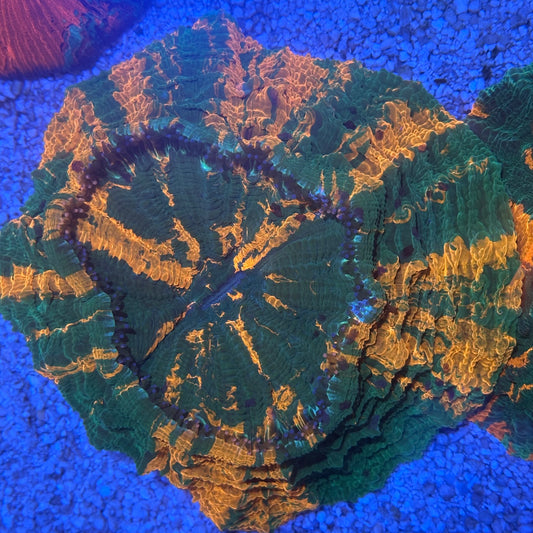 Acanthophyllia / Acantho / Meat Coral