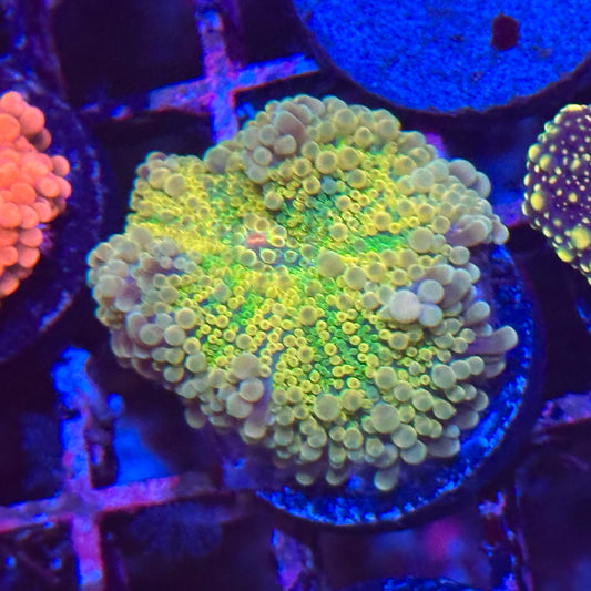 Willy Wonka Rainbow Yuma Mushroom