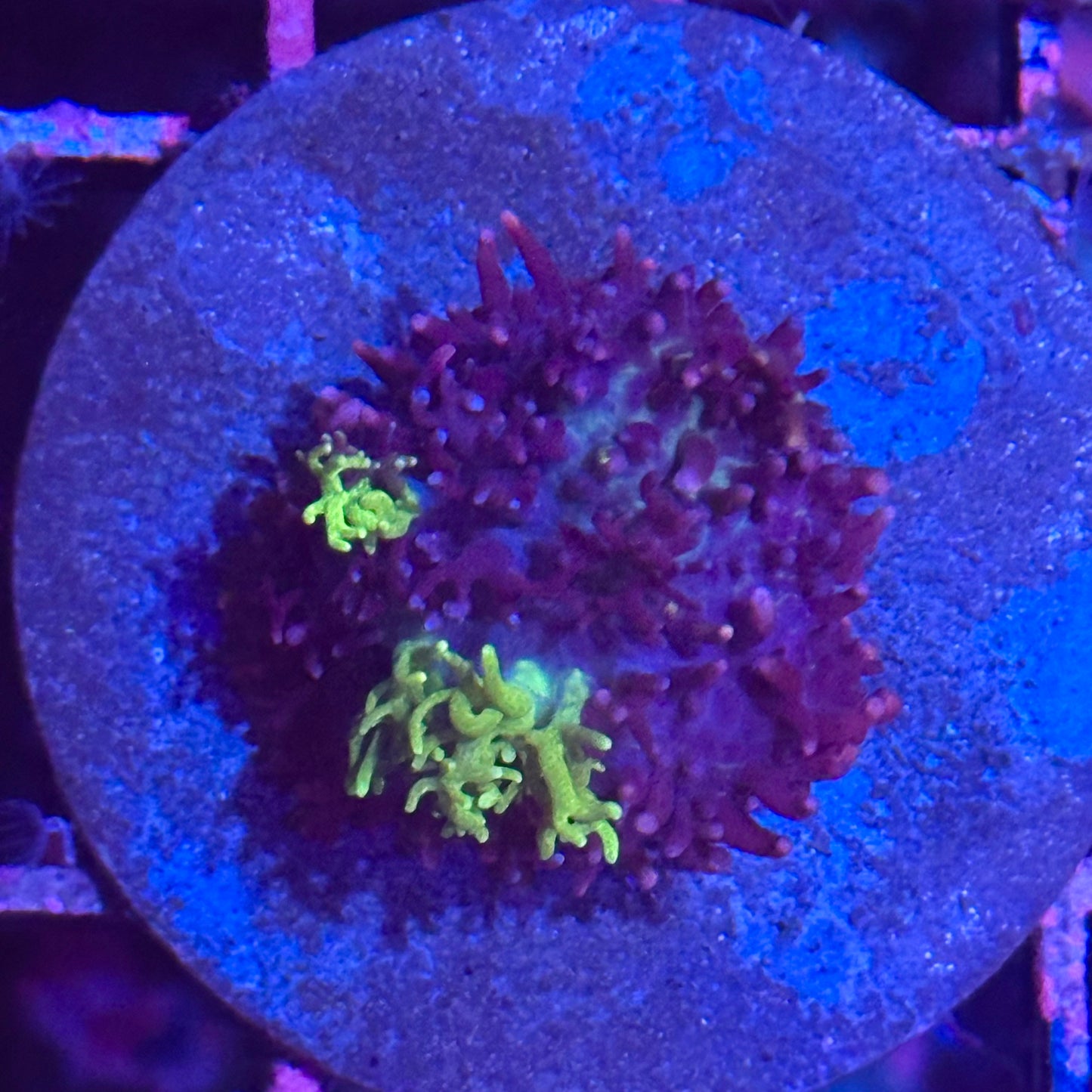 Islander Corals Krypto Carpet Bounce Mushroom
