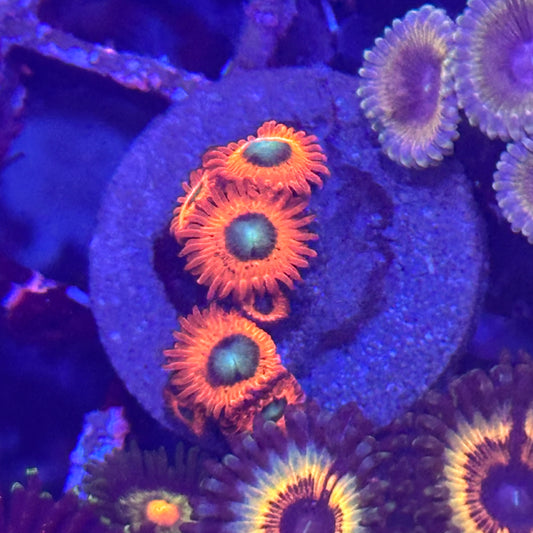 Charmander Zoa / Zoanthid