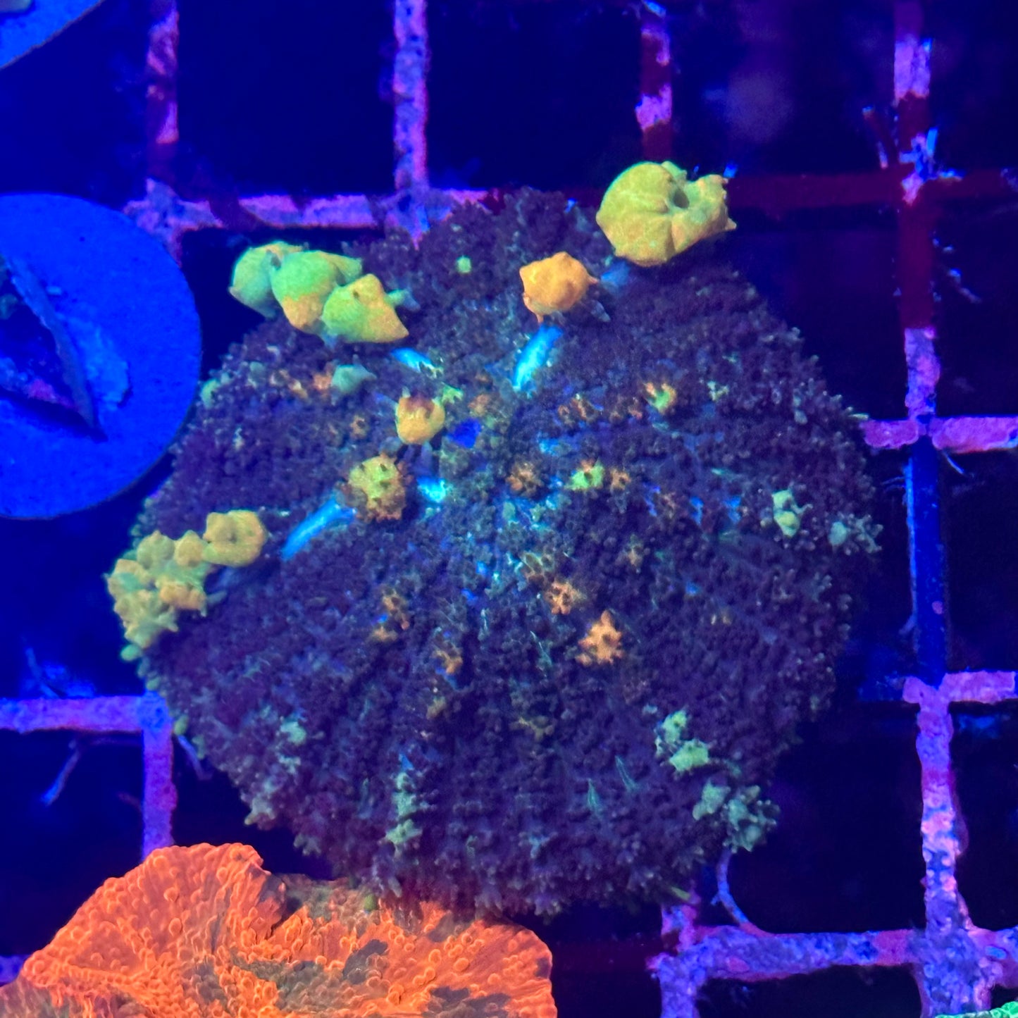 Powerball Bounce Mushroom