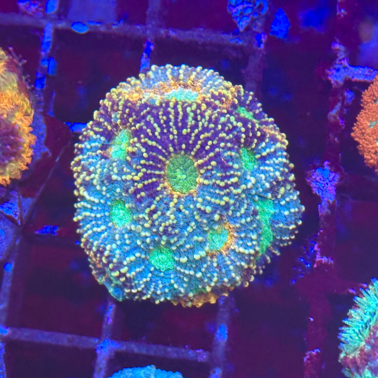Islander Corals Rainbow Echinata
