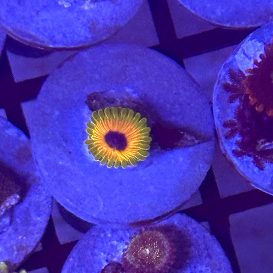 Great Owl Zoa / Zoanthid