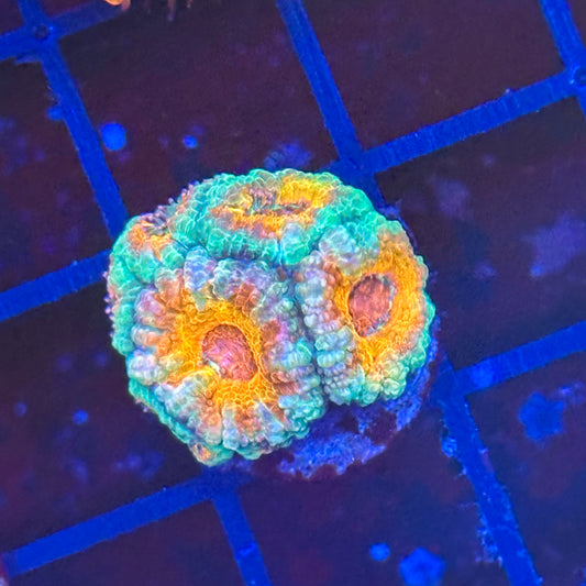 Islander Corals Tequila Sunrise Acan