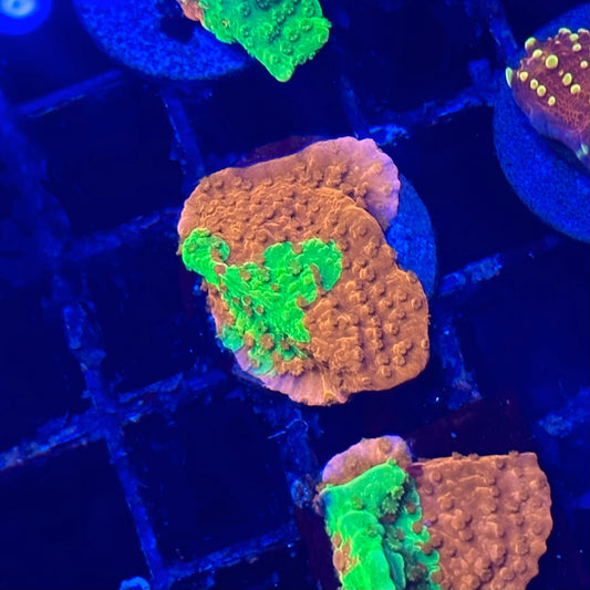 Grafted Montipora