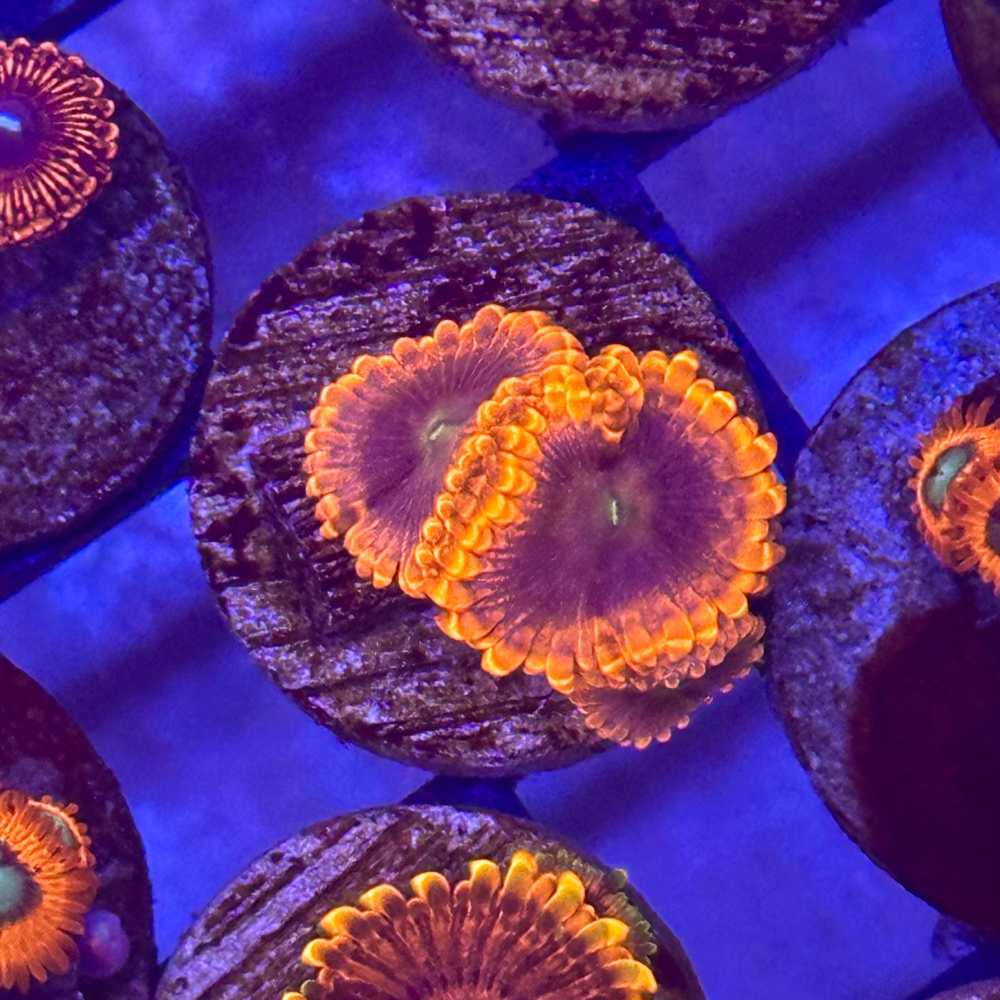 Punch Bowl Zoa / Zoanthid