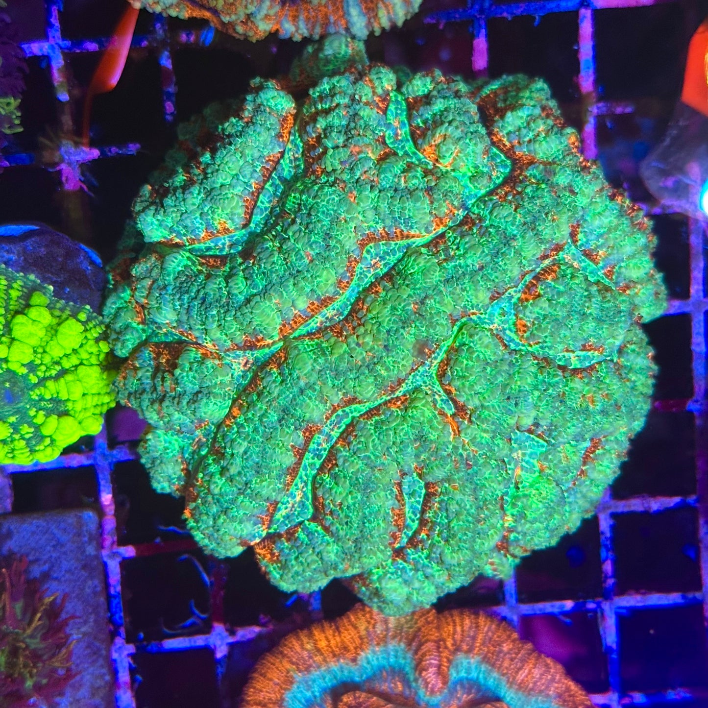 Rainbow Wilsoni Colony