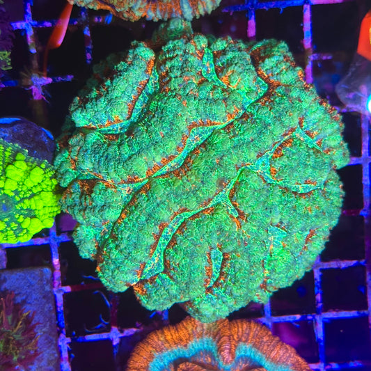 Rainbow Wilsoni Colony