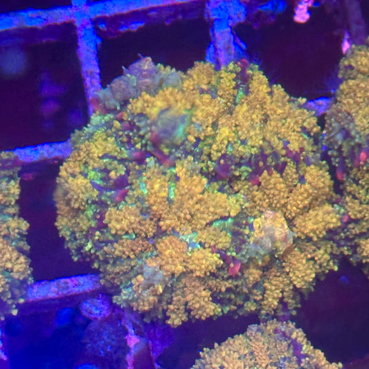 Gonzo Golden Dragon Mushroom