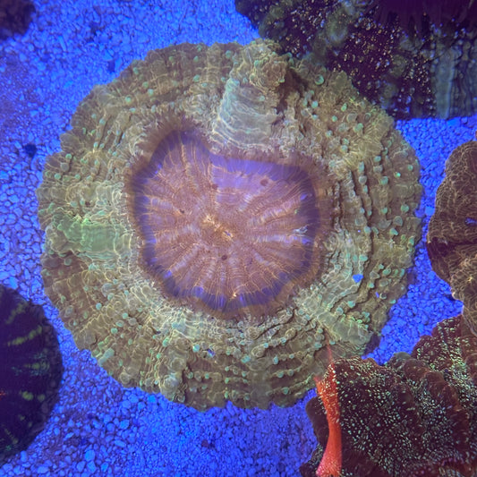 Acanthophyllia / Acantho / Meat Coral