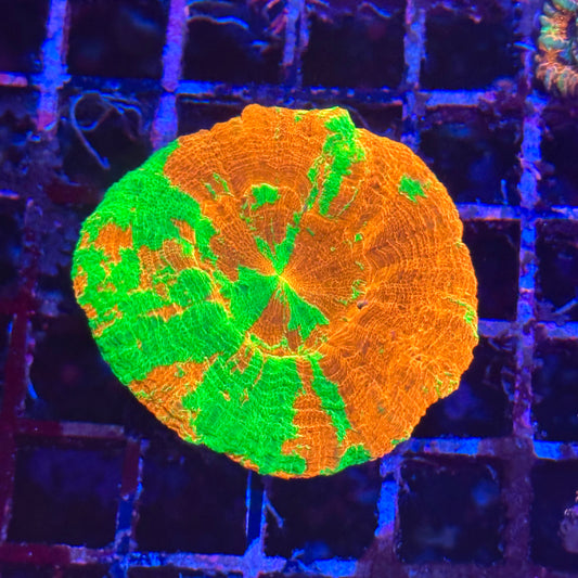 Bleeding Apple Scoly / Scolymia
