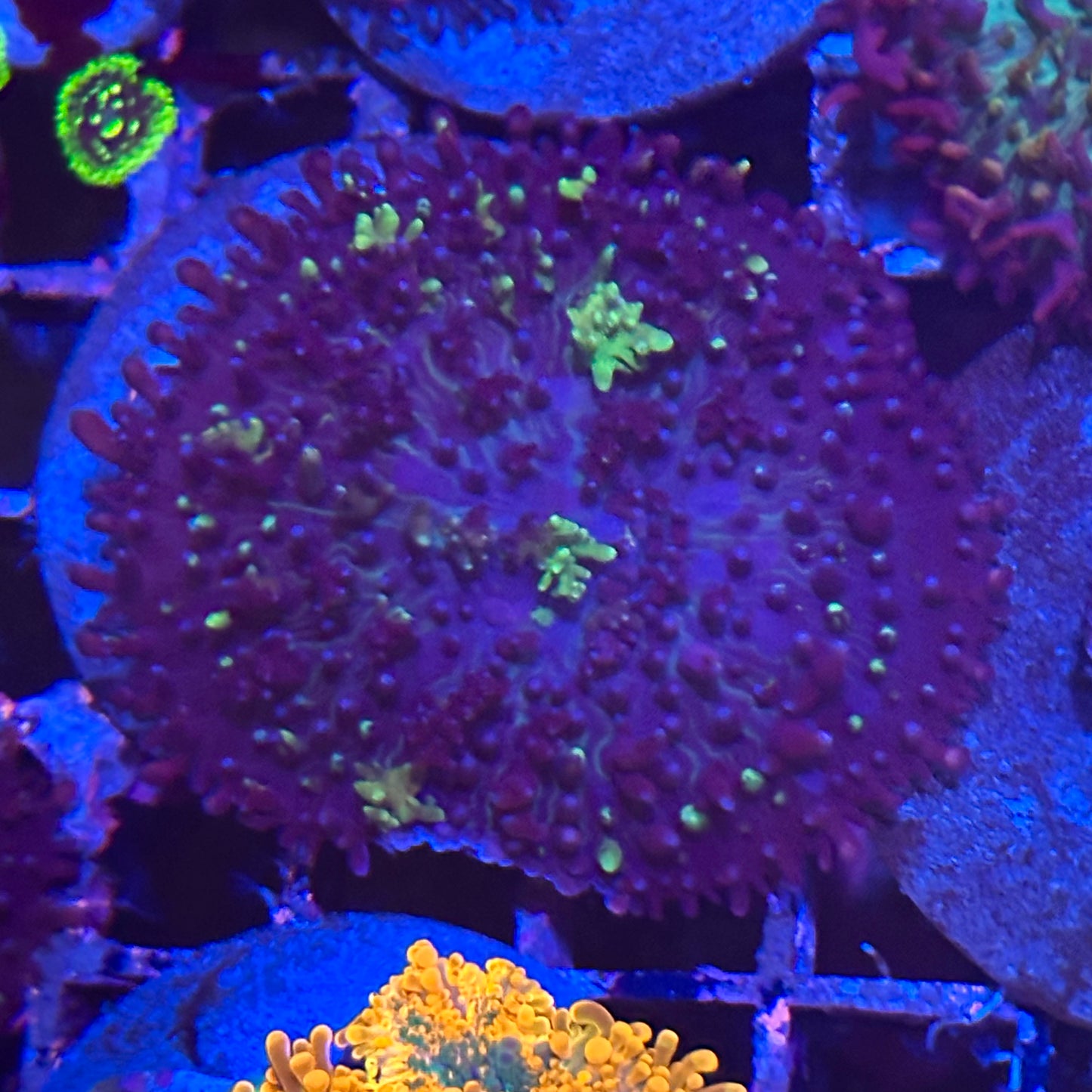 Islander Corals Krypto Carpet Bounce Mushroom