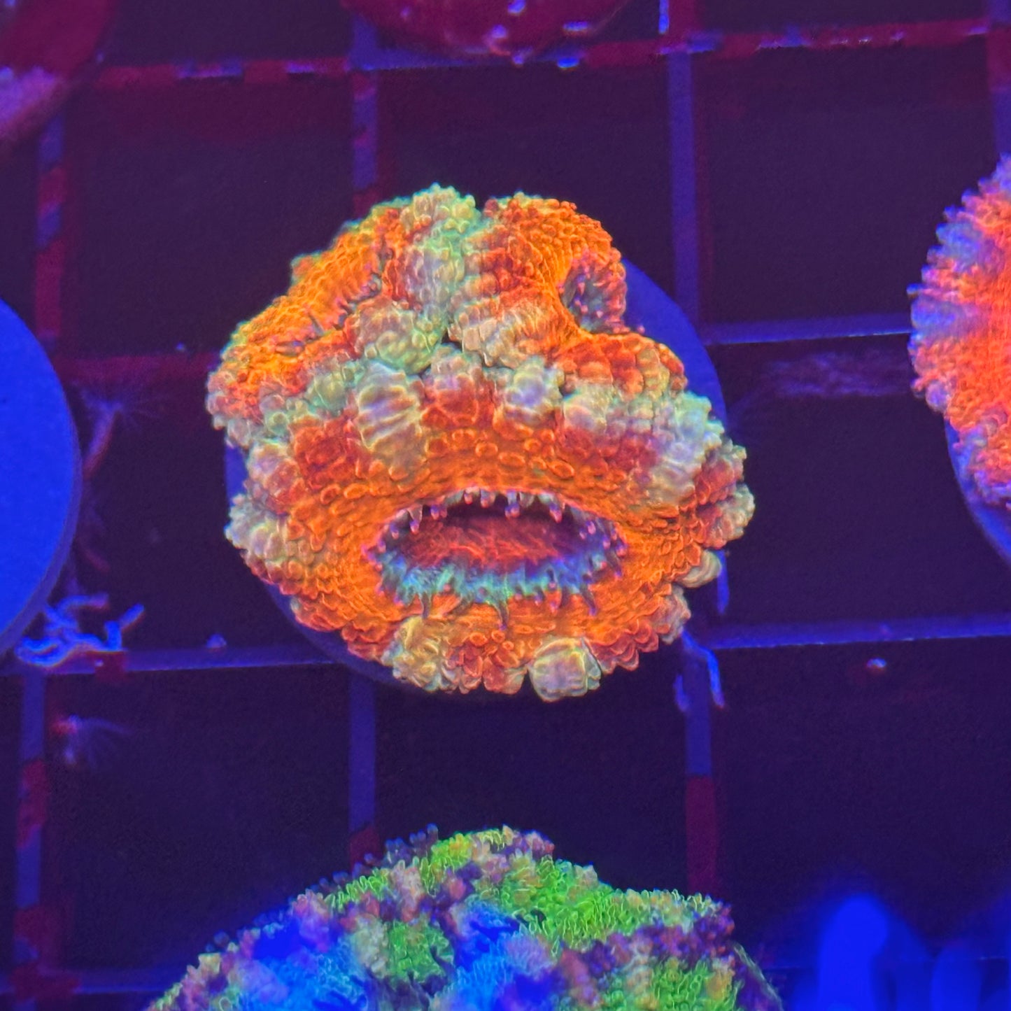 Islander Corals Tequila Sunrise Acan