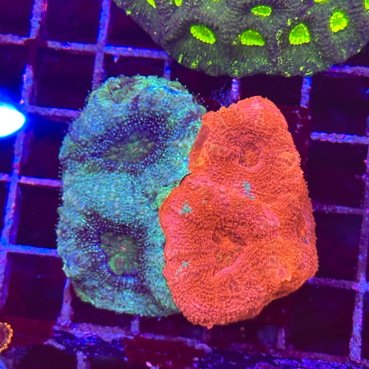 Bleeding Apple Bowerbanki Mini Colony