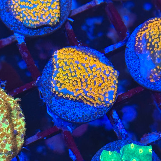 Rainbow Montipora
