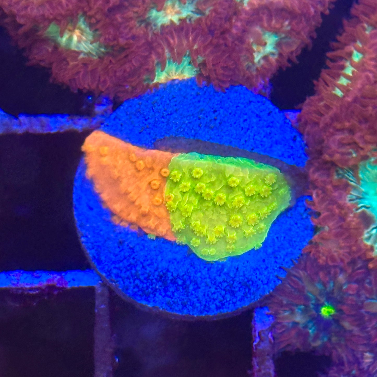 Grafted Montipora