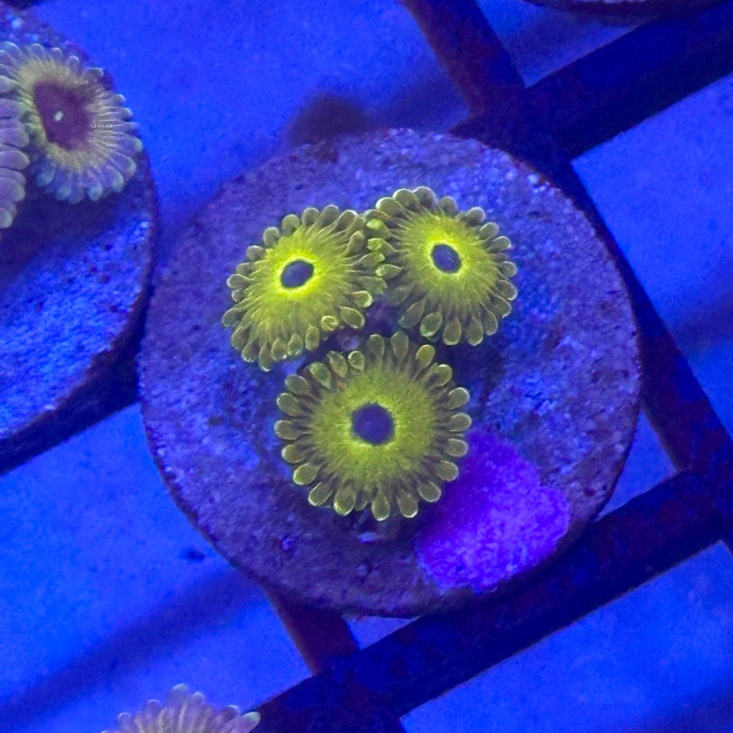 Tweety Bird Zoa / Zoanthid