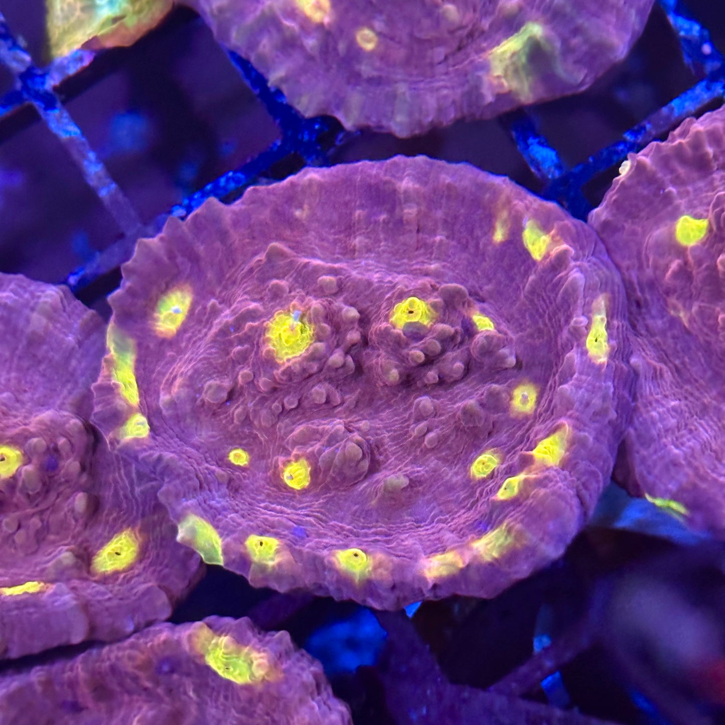 Golden Eye Chalice Coral