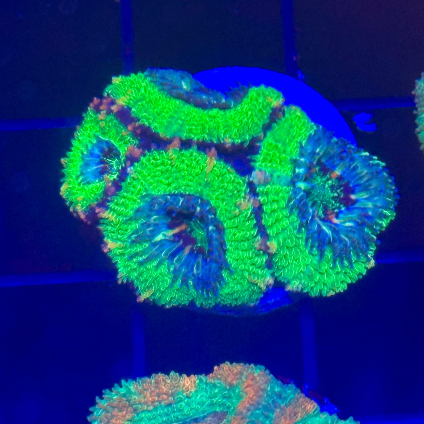 Islander Corals Kryptonite Acan