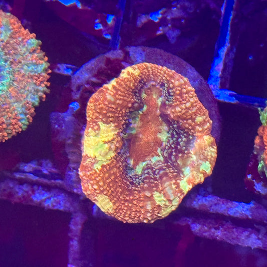 Islander Corals Mocha Storm Bowerbanki