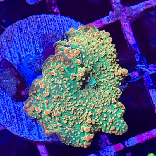 Islander Corals Mojito Mushroom Discosoma
