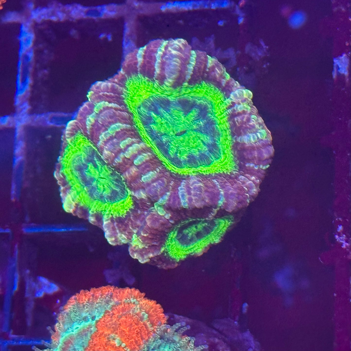 Islander Corals Bleeding Barney Acan