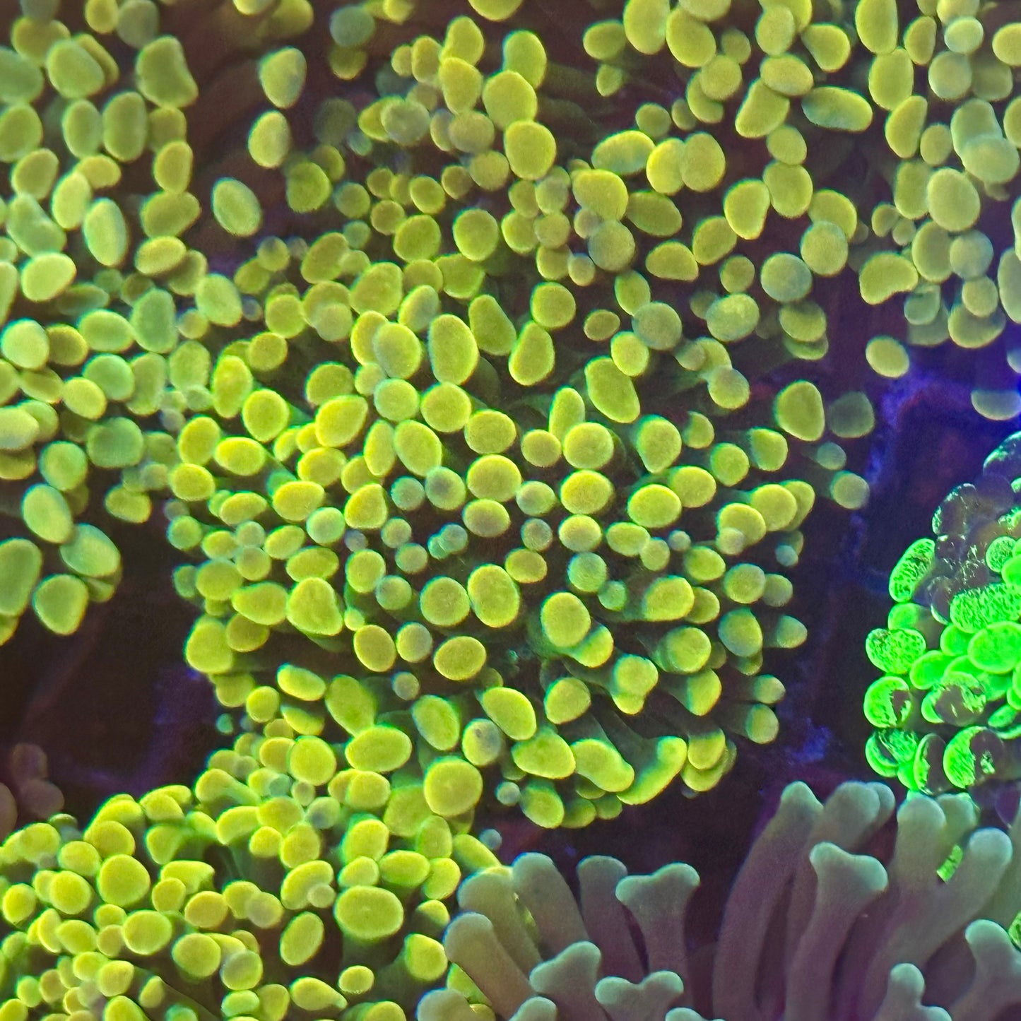 Hammer Coral - True Gold