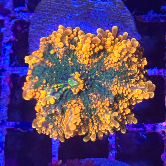 Islander Corals Rainbow Yuma Mushroom
