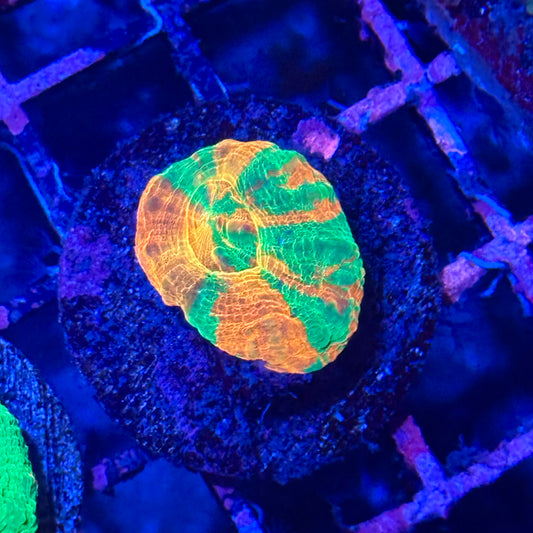 Bleeding Apple Scoly / Scolymia