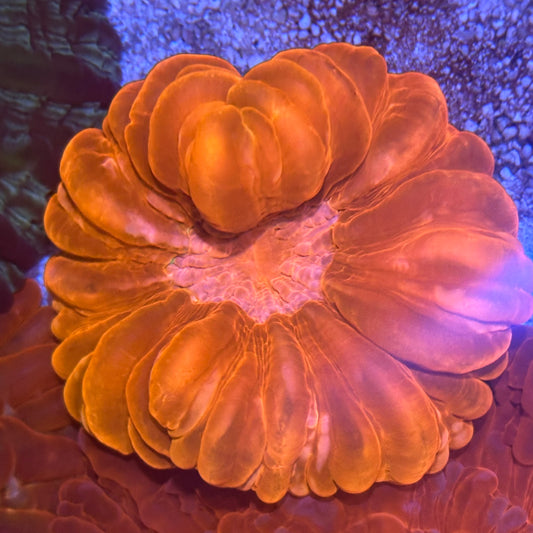 Cynarina Meat Coral