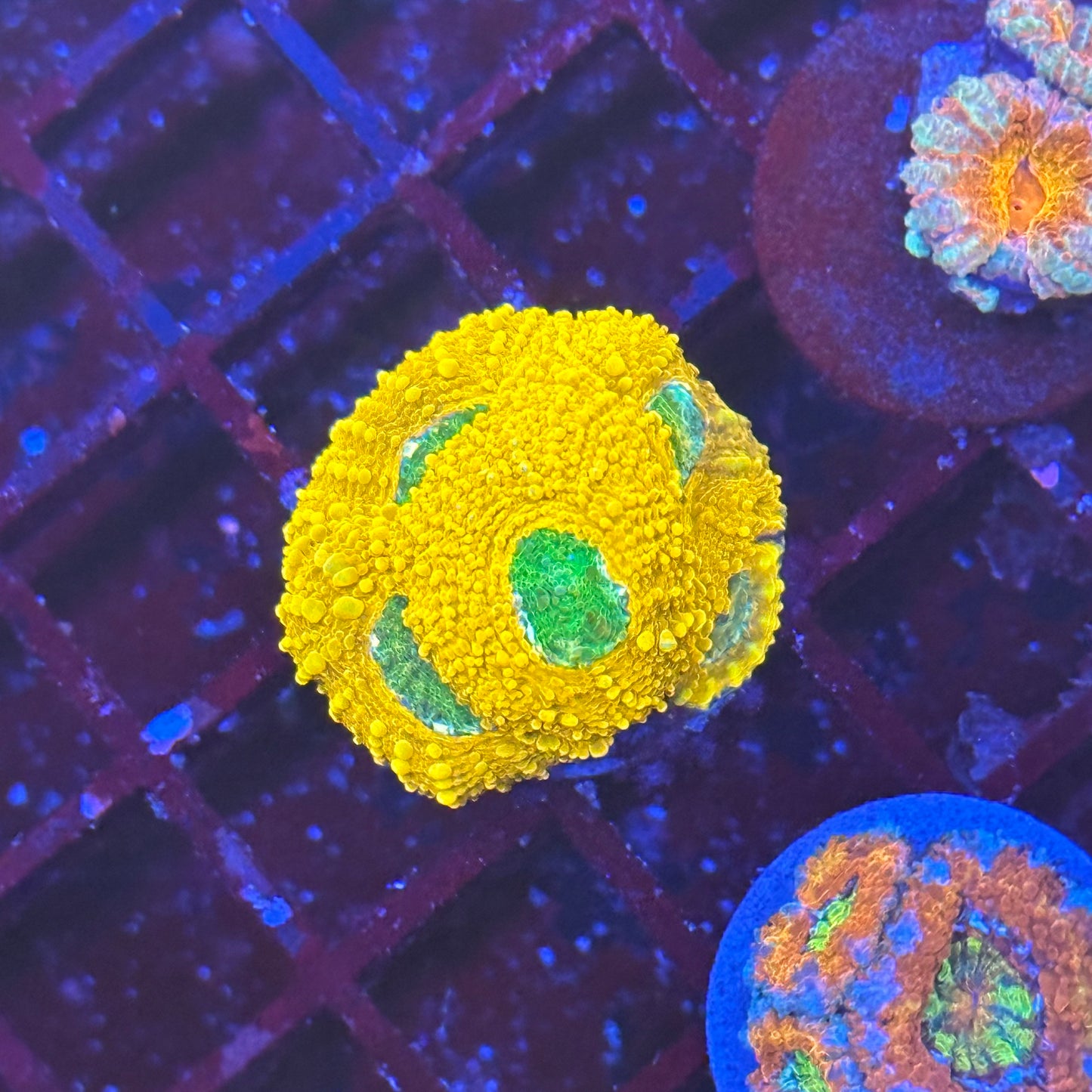 Islander Corals Big Deal Acan Echinata