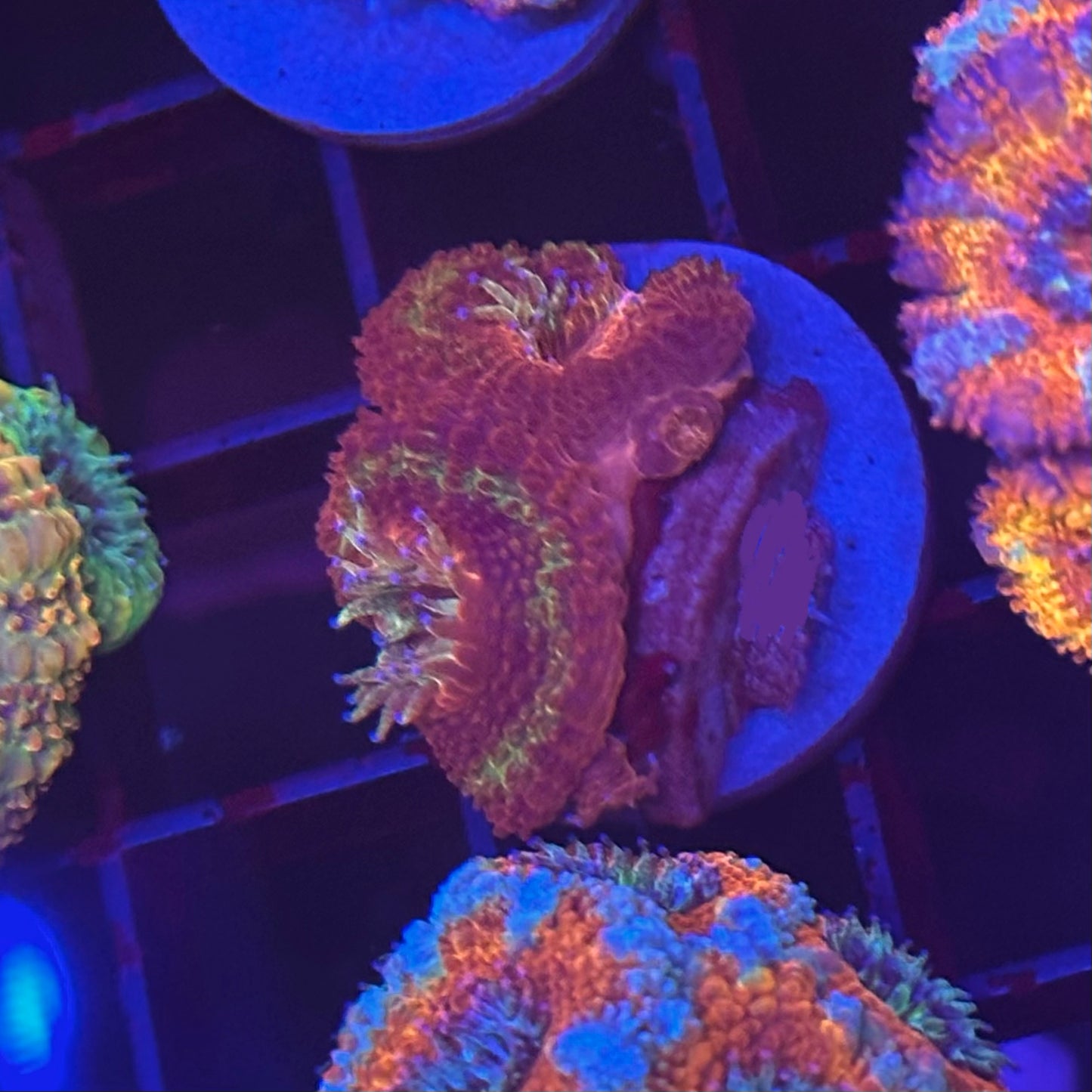 OG ironman Acan