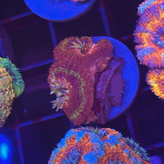 OG ironman Acan