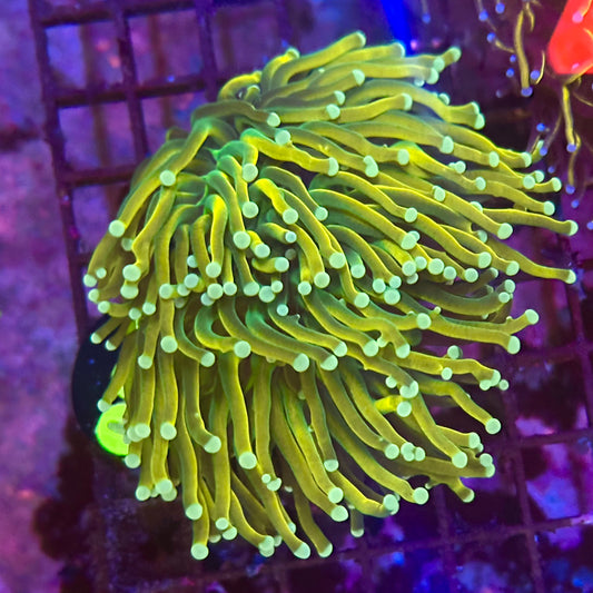 Torch - Banana long tip