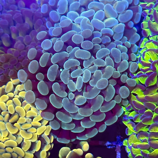 Hammer Coral - Teal