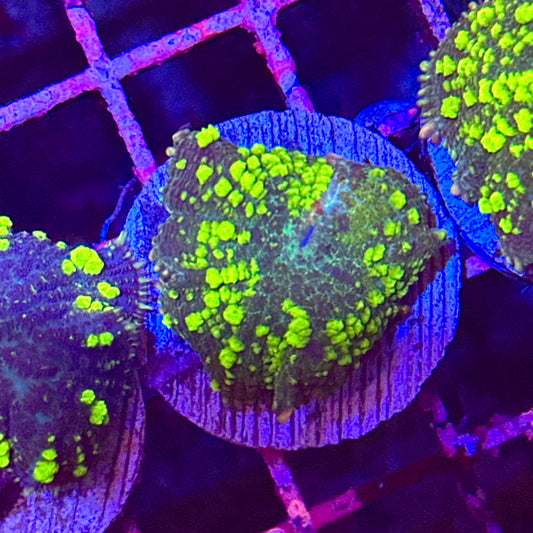 Islander Corals Uranium Bounce Mushroom