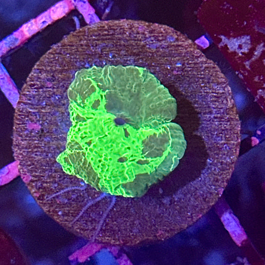 Electus Jawbreaker Discosoma Mushroom