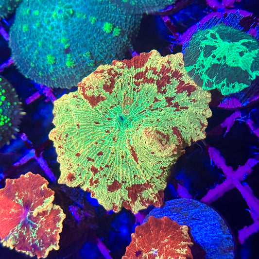 XL Electus Jawbreaker Discosoma Mushroom