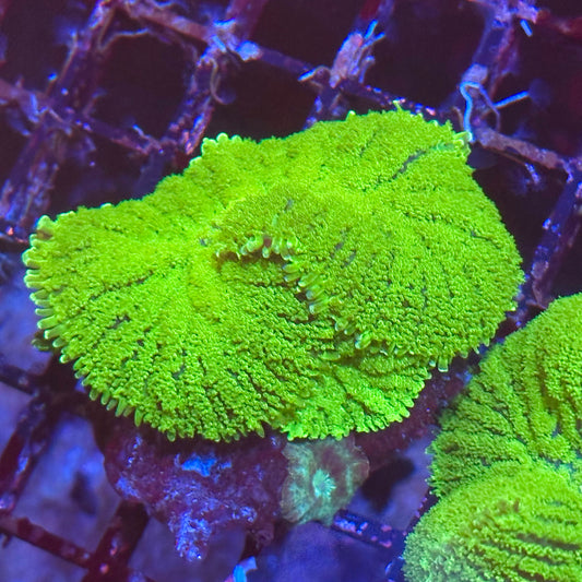 Green Rhodactis Old School Mushroom