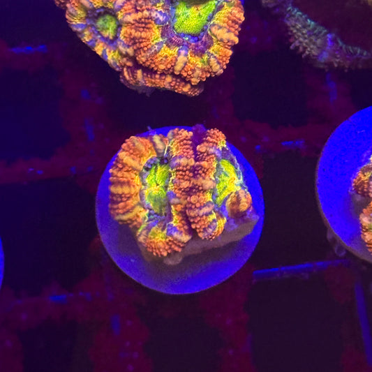 Islander Corals Candyman Acan