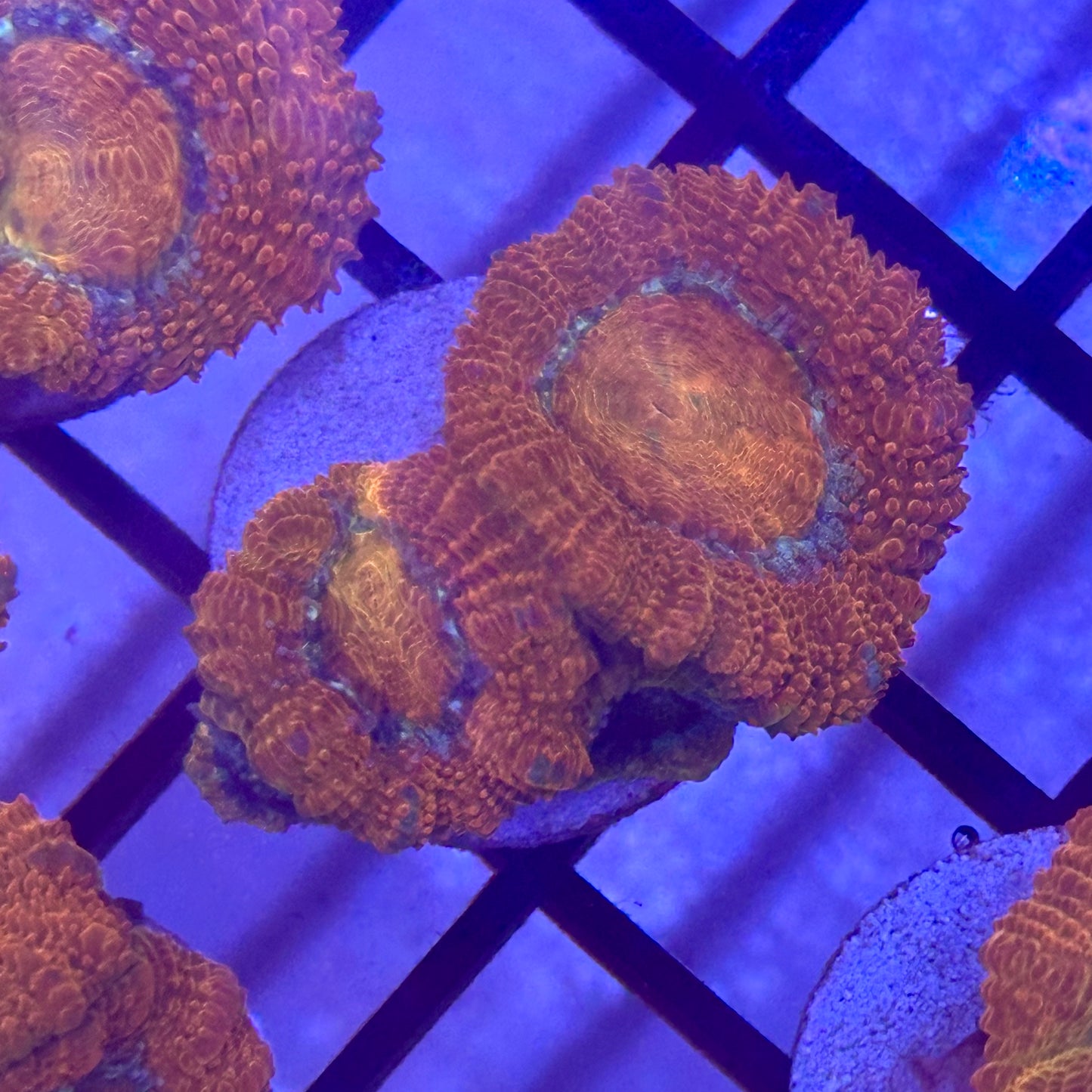 Islander Corals Orange Crush Acan