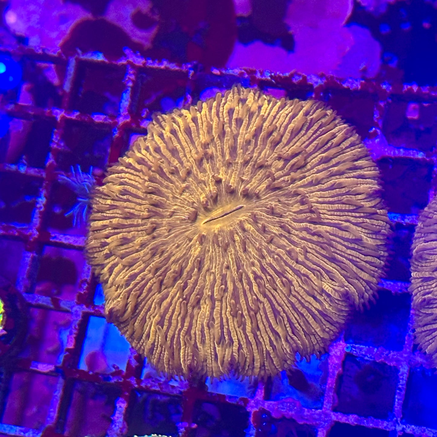 Fungia Plate Coral