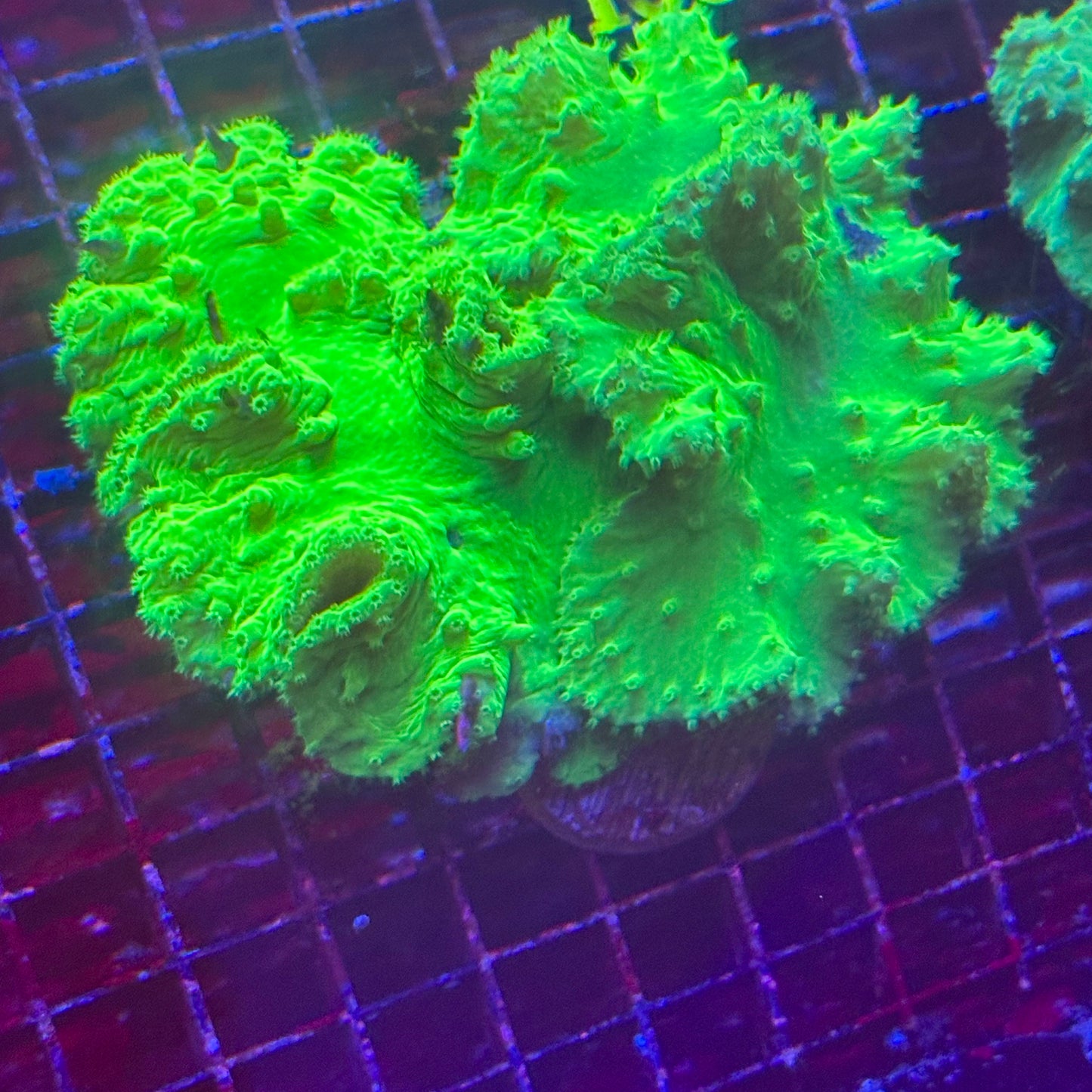 Cabbage Leather Coral - Colony